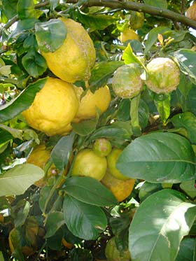 Citrus × limon 'New Zealand Lemonade'