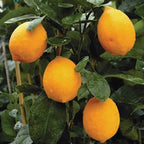 Citrus × meyeri 'Improved Meyer'