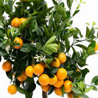 Citrus × microcarpa 'Calamondin' (standard form)