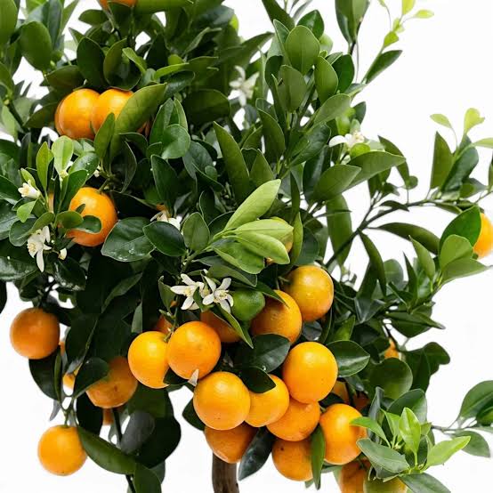 Citrus × microcarpa 'Calamondin' (standard form)