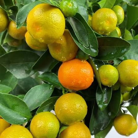 Citrus × microcarpa 'Calamondin' (standard form)