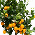 Citrus × microcarpa 'Calamondin'