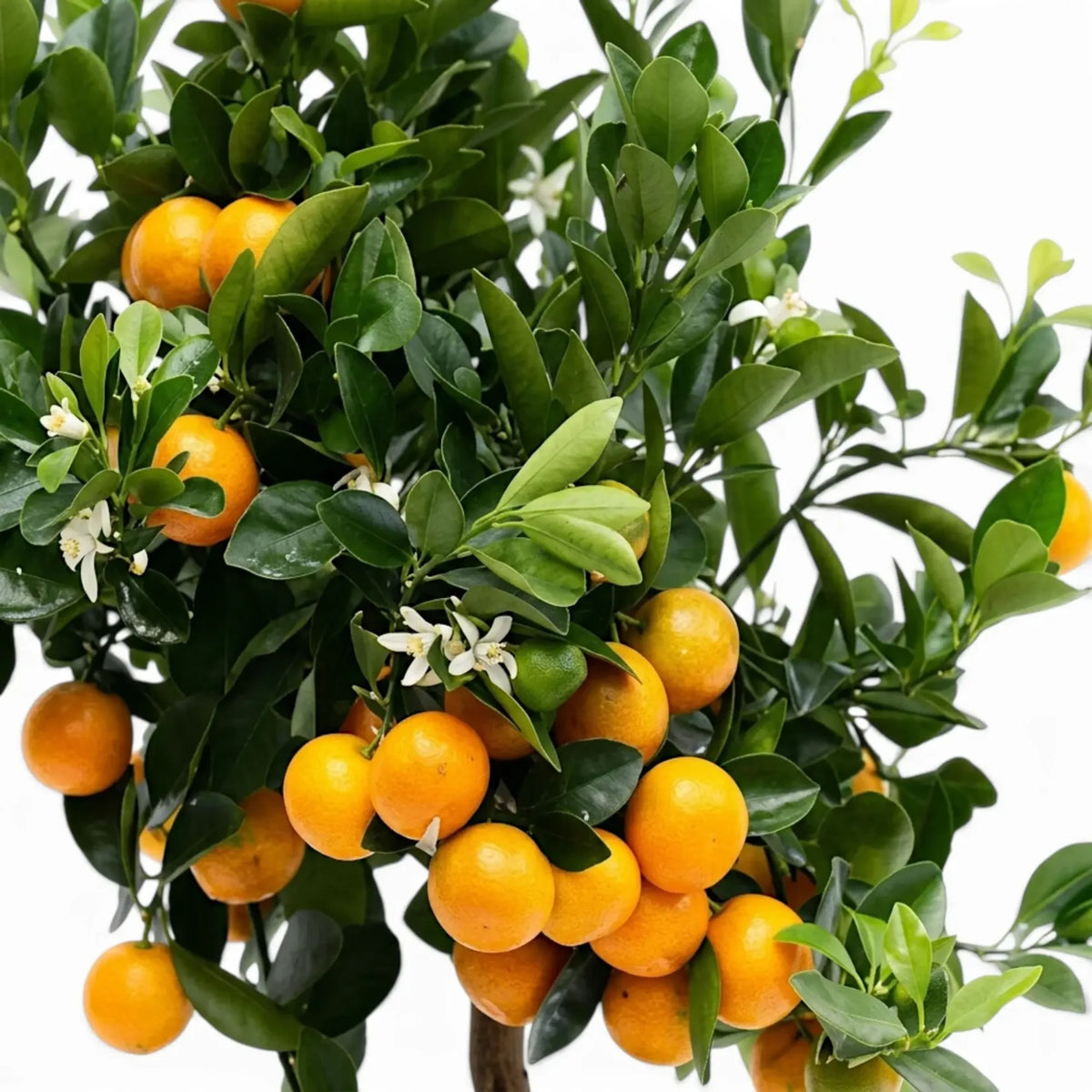 Citrus × microcarpa 'Calamondin'