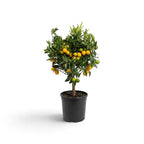 Citrus × microcarpa 'Calamondin'