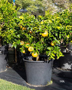 Citrus × paradisi 'Rio Red'