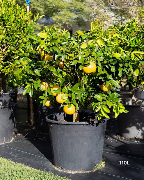 Citrus × paradisi 'Rio Red'