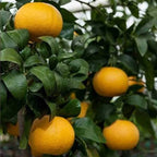 Citrus × paradisi 'Rio Red'