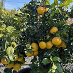 Citrus × paradisi 'Rio Red' (standard form)
