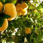 Citrus × paradisi 'Star Ruby'