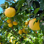Citrus × paradisi 'Star Ruby'