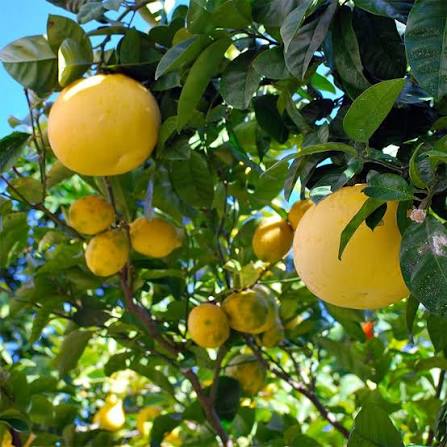 Citrus × paradisi 'Star Ruby'
