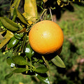 Citrus × paradisi 'Star Ruby'