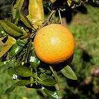 Citrus × paradisi 'Star Ruby'