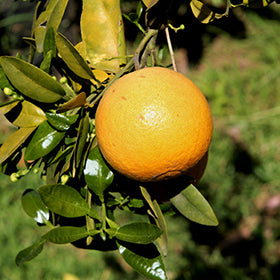 Citrus × paradisi 'Star Ruby'