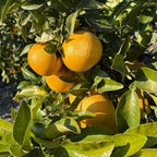 Citrus × paradisi 'Star Ruby' (standard form)