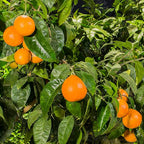Citrus × tangelo 'Minneola' (decorative form)