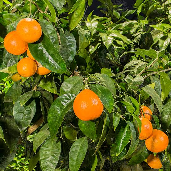 Citrus × tangelo 'Minneola' (decorative form)