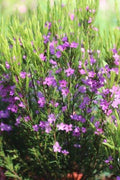 Coleonema pulchrum