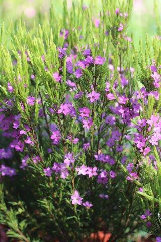Coleonema pulchrum