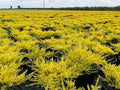 Coleonema pulchrum 'Sunset Gold'
