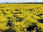 Coleonema pulchrum 'Sunset Gold'