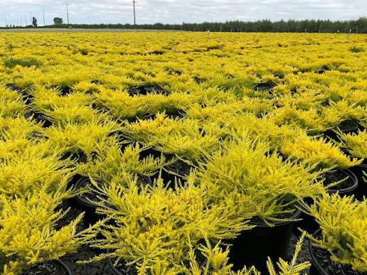Coleonema pulchrum 'Sunset Gold'