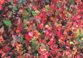 Euonymus fortunei 'Coloratus'
