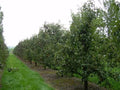 Pyrus communis 'Comice'