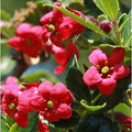 Escallonia rubra var. macrantha 'Compacta'