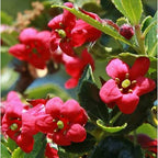Escallonia rubra var. macrantha 'Compacta'