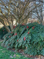 Nandina domestica 'Compacta'