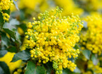 Mahonia aquifolium 'Compacta'