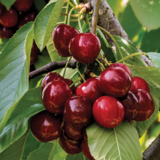 Prunus avium 'Compact Stella'
