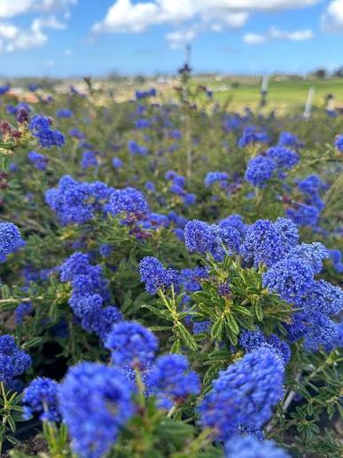 Ceanothus 'Concha'