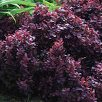 Berberis thunbergii 'Concorde'