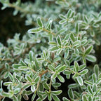Coprosma kirkii