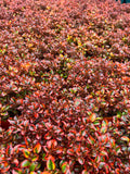 Coprosma repens 'Tequila Sunrise'