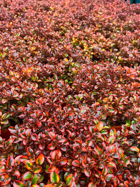 Coprosma repens 'Tequila Sunrise'
