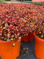 Coprosma repens 'Tequila Sunrise'