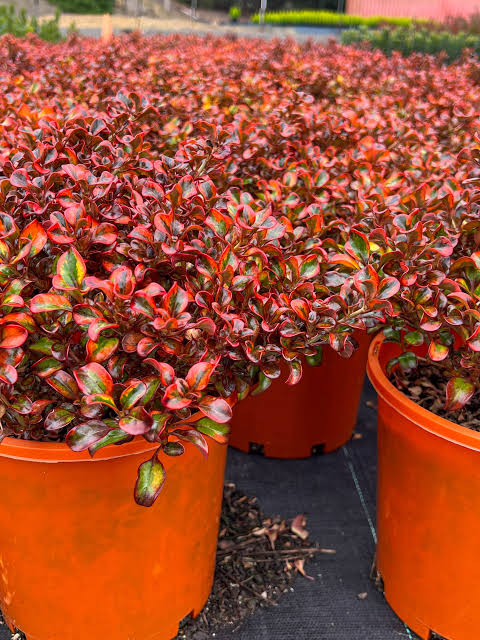 Coprosma repens 'Tequila Sunrise'