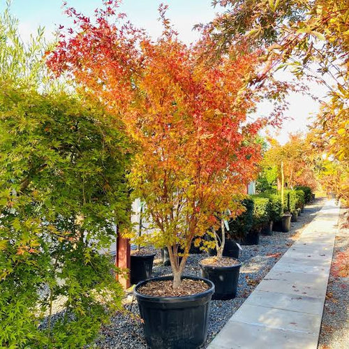 Acer palmatum 'Sango Kaku'