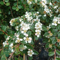 Cotoneaster dammeri 'Coral Beauty'