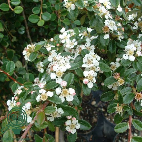 Cotoneaster dammeri 'Coral Beauty'