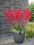 Heuchera sanguinea