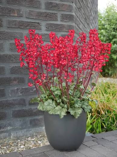Heuchera sanguinea