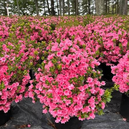 Azalea kaempferi 'Coral Bells'