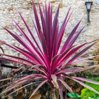 Cordyline 'Electric Pink'