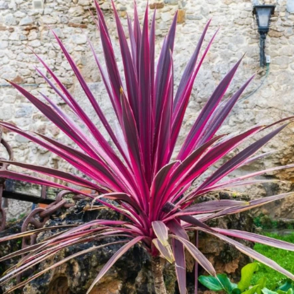 Cordyline 'Electric Pink'
