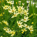 Coreopsis verticillata 'Moonbeam'