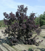 Cotinus coggygria 'Purpureus' (multi-stem form)
